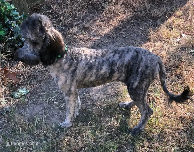Mini Brindle male