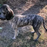 Mini Brindle male, a male Sheepadoodle for sale in Damascus, AR – Photo 1 of 8