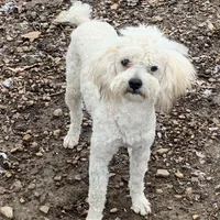 Mini Brindle male, a male Sheepadoodle for sale in Damascus, AR – Photo 8 of 8