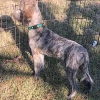 Mini Brindle male, a male Sheepadoodle for sale in Damascus, AR – Photo 2 of 8
