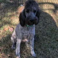 Mini Brindle male, a male Sheepadoodle for sale in Damascus, AR – Photo 3 of 8