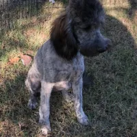 Mini Brindle male, a male Sheepadoodle for sale in Damascus, AR – Photo 4 of 8