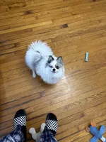 Blue , a male Pomeranian for sale in Chicago, IL – Photo 3 of 10