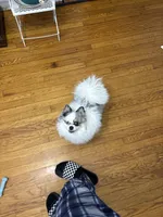 Blue , a male Pomeranian for sale in Chicago, IL – Photo 7 of 10