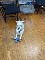 Blue , a male Pomeranian for sale in Chicago, IL – Photo 6 of 10