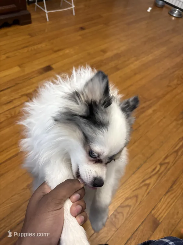 Blue  – Pomeranian puppy for sale in Chicago, IL