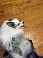 Blue , a male Pomeranian for sale in Chicago, IL – Photo 2 of 10