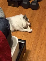 Blue , a male Pomeranian for sale in Chicago, IL – Photo 9 of 10