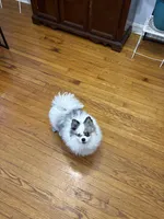 Blue , a male Pomeranian for sale in Chicago, IL – Photo 4 of 10