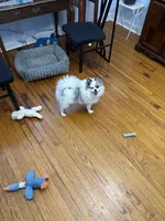 Blue , a male Pomeranian for sale in Chicago, IL – Photo 8 of 10