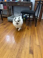 Blue , a male Pomeranian for sale in Chicago, IL – Photo 5 of 10