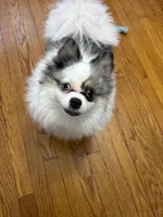 Blue , a male Pomeranian for sale in Chicago, IL – Photo 10 of 10