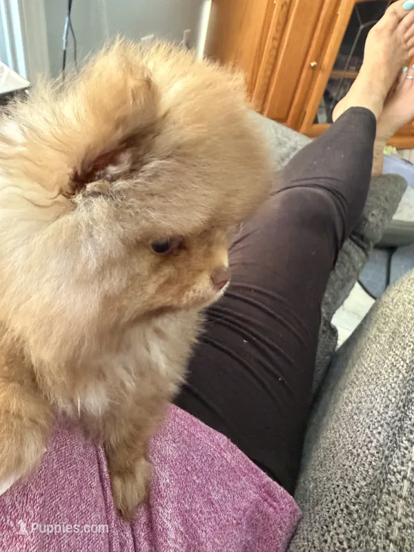 Mokie – Pomeranian puppy for sale in Rancho Santa Margarita, CA