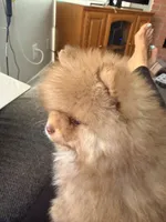 Mokie, a male Pomeranian for sale in Rancho Santa Margarita, CA – 2 of 9
