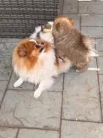 Mokie, a male Pomeranian for sale in Rancho Santa Margarita, CA – 6 of 9
