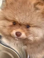 Mokie, a male Pomeranian for sale in Rancho Santa Margarita, CA – 3 of 9