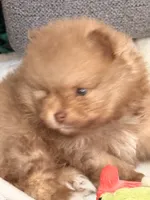 Teddy, a male Pomeranian for sale in Rancho Santa Margarita, CA – 4 of 10