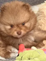Teddy, a male Pomeranian for sale in Rancho Santa Margarita, CA – 1 of 10