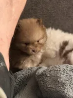 Teddy, a male Pomeranian for sale in Rancho Santa Margarita, CA – 6 of 10