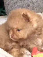 Teddy, a male Pomeranian for sale in Rancho Santa Margarita, CA – 3 of 10