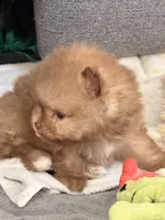Teddy, a male Pomeranian for sale in Rancho Santa Margarita, CA – 5 of 10