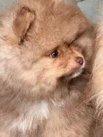 Mokie, a male Pomeranian for sale in Rancho Santa Margarita, CA – 4 of 9