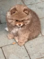 Mokie, a male Pomeranian for sale in Rancho Santa Margarita, CA – 5 of 9