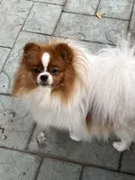 Sophie, a female Pomeranian for sale in Rancho Santa Margarita, CA – 7 of 8