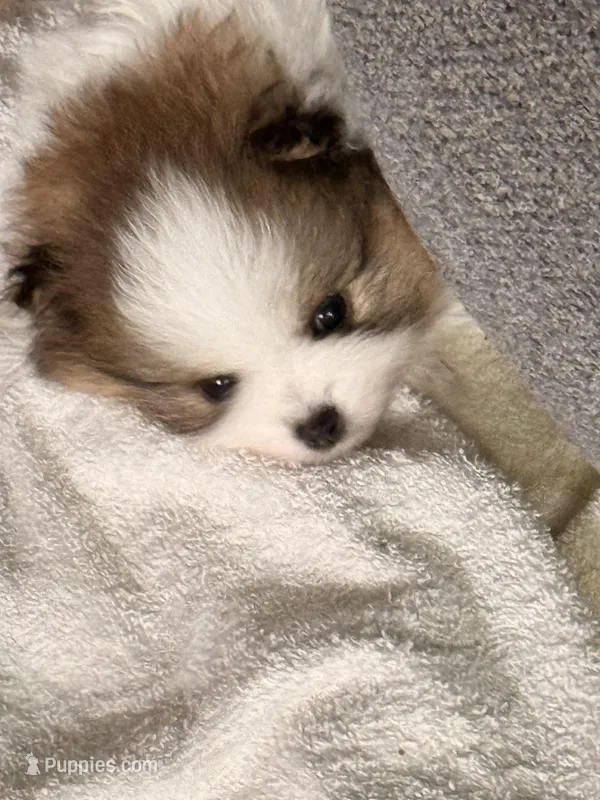 Sophie – Pomeranian puppy for sale in Rancho Santa Margarita, CA