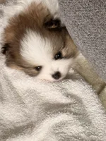 Sophie, a female Pomeranian for sale in Rancho Santa Margarita, CA – 1 of 8