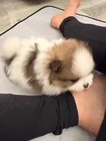 Sophie, a female Pomeranian for sale in Rancho Santa Margarita, CA – 2 of 8