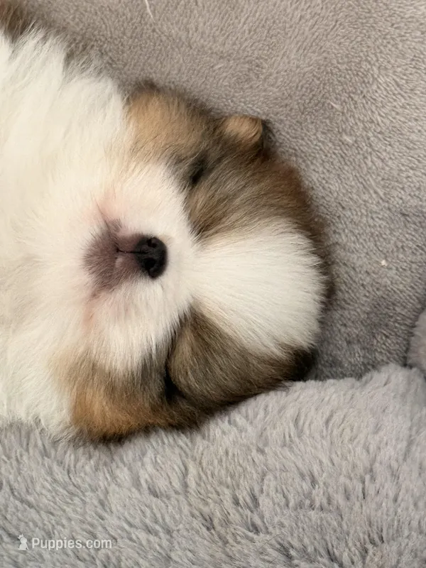 Sophie – Pomeranian puppy for sale in Rancho Santa Margarita, CA