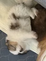 Sophie, a female Pomeranian for sale in Rancho Santa Margarita, CA – 4 of 8