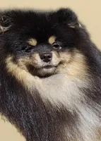 Sophie, a female Pomeranian for sale in Rancho Santa Margarita, CA – 8 of 8