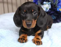 Ace, a male Miniature Dachshund for sale in Rochester, IN – 2 of 7