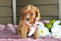 Maple , a female Cavapoo for sale in Liberty, KY – 2 of 6