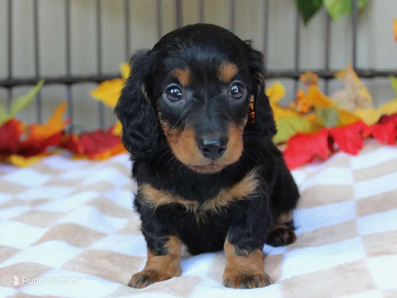 Autumn  – Miniature Dachshund puppy for sale in Rochester, IN