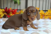 Maple, a female Miniature Dachshund for sale in Rochester, IN – 5 of 7