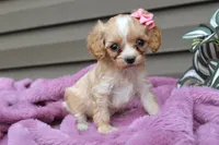 Beauty, a female Cavapoo for sale in Liberty, KY – 6 of 6