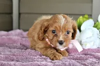 Maple , a female Cavapoo for sale in Liberty, KY – 5 of 6