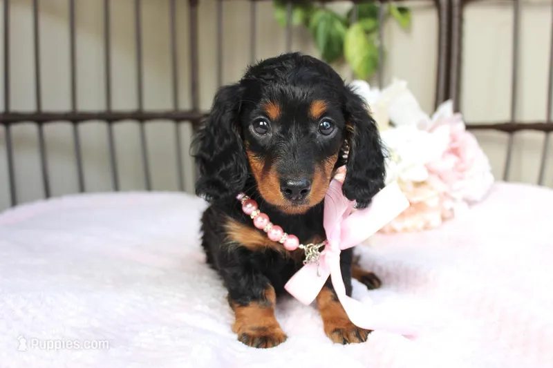 Autumn  – Miniature Dachshund puppy for sale in Rochester, IN