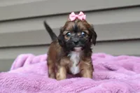 Velvet, a female Cavapoo for sale in Liberty, KY – 3 of 9