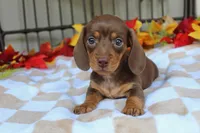 Maple, a female Miniature Dachshund for sale in Rochester, IN – 4 of 7