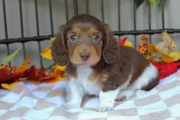 Casper , a male Miniature Dachshund for sale in Rochester, IN – 2 of 8