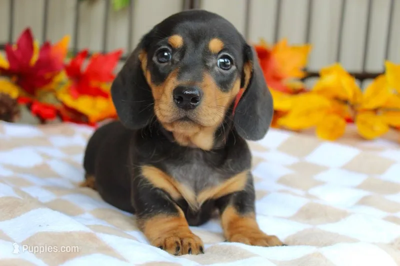 Pumpkin – Miniature Dachshund puppy for sale in Rochester, IN