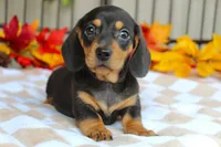 Pumpkin, a male Miniature Dachshund for sale in Rochester, IN – 1 of 7