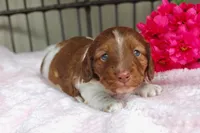 Betsy AKC registrable , a female Miniature Dachshund for sale in Rochester, IN – 1 of 3