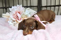 Kit Kat, a female Miniature Dachshund for sale in Rochester, IN – 5 of 5