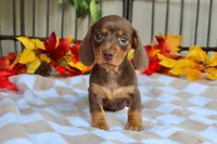 Maple, a female Miniature Dachshund for sale in Rochester, IN – 2 of 7