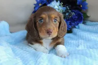 Casper , a male Miniature Dachshund for sale in Rochester, IN – 3 of 8